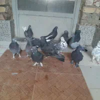 کبوتر پر  روزگاری