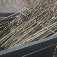 نهال با ارزان ترین قیمت