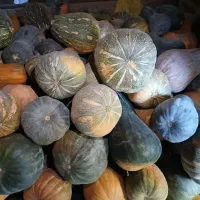 کدو|حراج|پیشخور, |دیوار