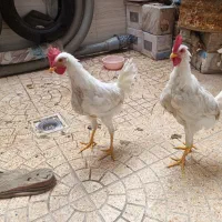 نیمچه خروس