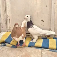 کبوتر یا کفتر