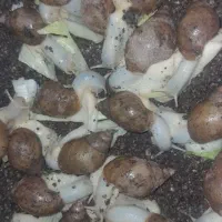 معاوضه حلزون با کبوتر
