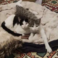 واگذاری گربه