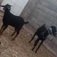 بز بزغاله بزغاله از نژاد آلپاین هست