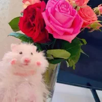 تعدادی همستر سوری تمیز و دستی