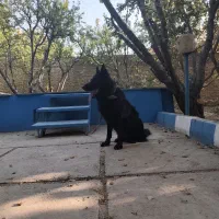 ژرمن بلک نر