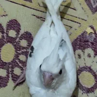 عروس هلندی سرلاکی|پرنده|سیرجان, |دیوار