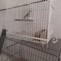 سهره دوسال قفس|پرنده|سنندج, |دیوار