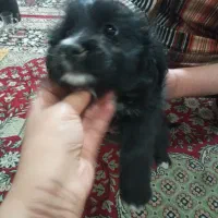 سگ های شیتزو|سگ|خمینی‌شهر, |دیوار