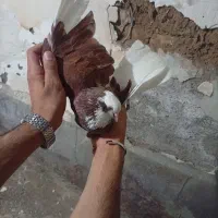 کفتر تهرانی