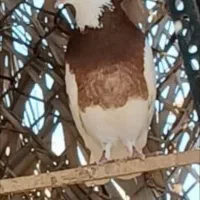 کبوترگم شده