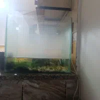 اکواریوم درجه یک|ماهی|سردشت, |دیوار