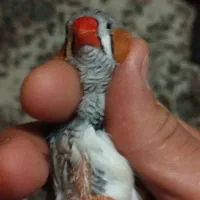 فنج نر