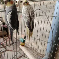 طوطی عروس هلندی