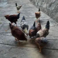 باریک وخروس