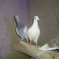 قره     پولک.   . لایه سفید.  تق پشت