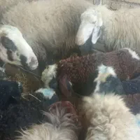 میش|حیوانات مزرعه|طسوج, |دیوار