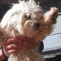 سگ مالتیز کراس ماده ۶ماهه|سگ|آمل, |دیوار