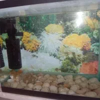 اکواریوم سالم