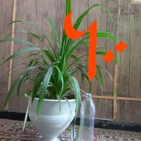 فروش ۳ عدد گلدان با گل سرحال|گل و گیاه طبیعی|شیراز, صاحب الزمان|دیوار