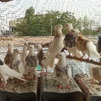 طوقی