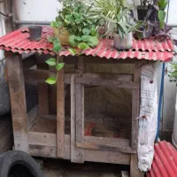 لانه مرغ یا سگ و خرگوش