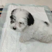 شیتزو واگذاری|سگ|پاکدشت, پاکدشت (مامازند)|دیوار