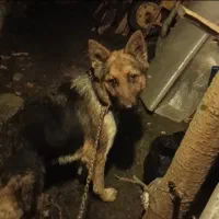 سگ ژرمن نگهبان