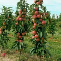 سیب پایه مالینک با کیفینت کاشت تجاری برای باغات