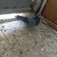 کفتر پرشی سالم