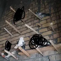 کفترپرشی مهران|پرنده|قم, جاده معدن|دیوار