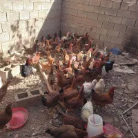 سلام مرغ تخمی