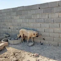 واگذاری ماده عراقی|سگ|شبستر, |دیوار