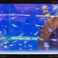 تترا ها حلزون پلنت رامیزی ماهیان گیاهخوار و پلنت