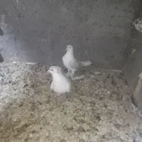 کبوتر عتیقه ساده آبی|پرنده|نصر آباد, |دیوار