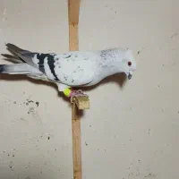 رنگه آس|پرنده|مشهد, رستگار|دیوار