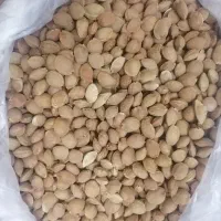 گردو و هسته زردآلو