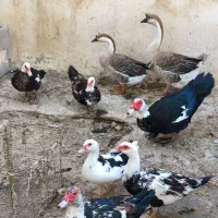 قوقاز(غوغاز) و اردک روسی(اردک خارجی)|حیوانات مزرعه|شوشتر, |دیوار