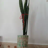 گل های طبیعی