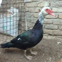 اردک روسی مسکویی نر مولد خالص