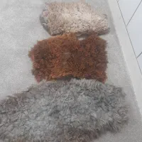 پادری پوست بره