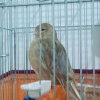 قناری نژاد گلاستر