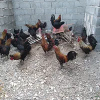 مرغ وخروس محلی