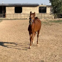 کُره اسب مادیان