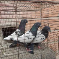 کفتر|پرنده|چترود, |دیوار