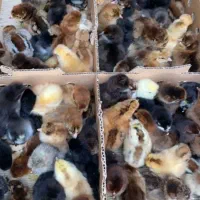 جوجه رنگی|حیوانات مزرعه|بافت, |دیوار