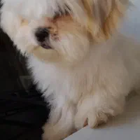 شیتزومالتیز عروسکی ۳ماهه نر|سگ|خرمآباد, |دیوار