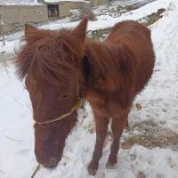 کره اسب|اسب و تجهیزات اسب‌سواری|بجنورد, |دیوار