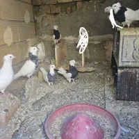طوقی|پرنده|جوکار, |دیوار
