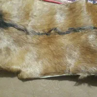 یک عدد پوست بز|گلیم، جاجیم، گبه|فردیس, منظریه|دیوار